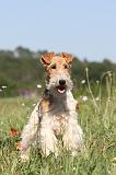 FOX TERRIER 012